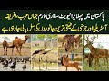 Pakistan's First Private Safari Farm - All Expensive and Rare Animals' Breeding in One Place