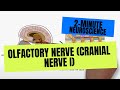 2-Minute Neuroscience: Olfactory Nerve (Cranial Nerve I)