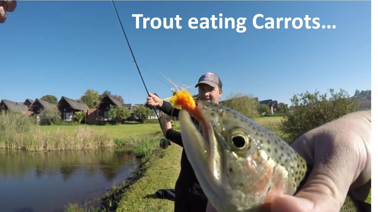 How NOT to handle Trout... South African Trout Fly Fishing YouTube