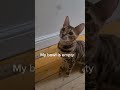 Feed Me Human! 😾 #shorts #talkingcat #catshorts #cutecat #funnycats #catvideo #viralcat #petshorts