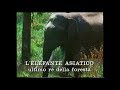 L’elefante asiatico: ultimo re della foresta