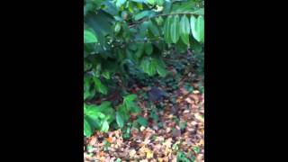 Sparrow hawk killing a pidgeon