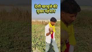 देसी खरबूजे की मुख्य पहचान