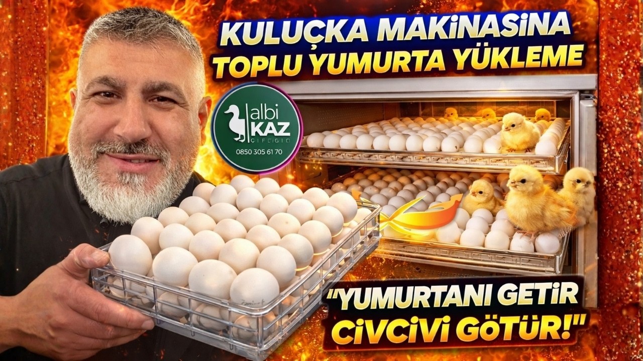 KULUÇKA MAKİNASINA TOPLU YUMURTA YÜKLEME