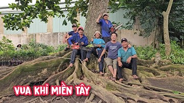 Vua Khỉ cưa hạ cây Bàng Siêu Khủng tại quê nhà (1/3)...