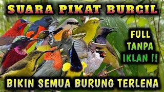 SUARA PIKAT BURCIL PALING AMPUH || SUARA PIKAT SOGON AMPUH ANTI ZONK || SUARA PIKAT BURUNG RIBUT