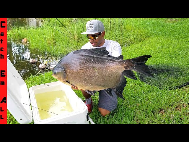 How Big Does A Pacu Fish Get