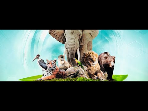 ბორდგეიმი - Ark Nova / არკ ნოვა - მიმოხილვა