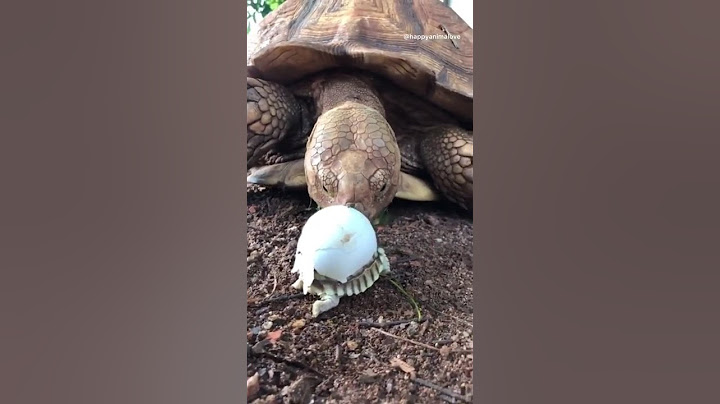 tartaruga 🐢 mais fofa 🐢🐢🐢😍🤩😍. shorts