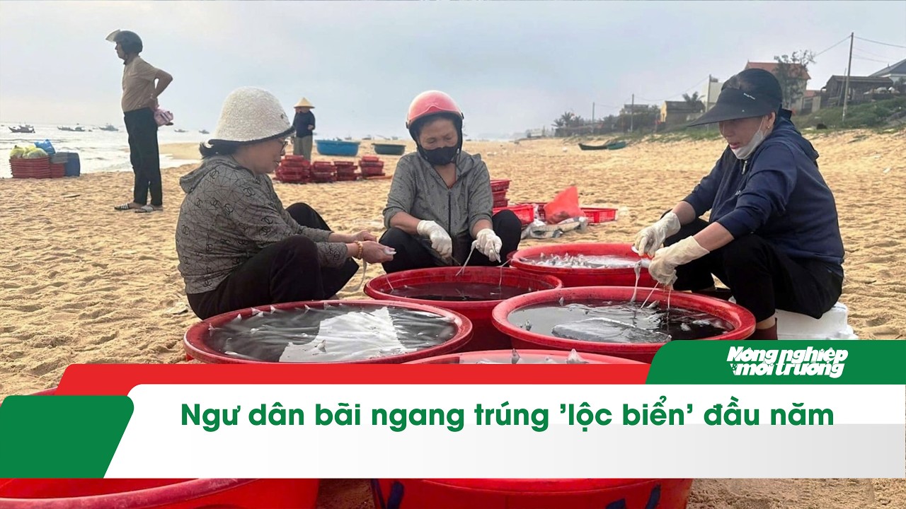 Ngư dân bãi ngang trúng 'lộc biển' đầu năm