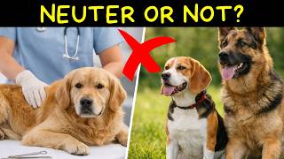DON’T NEUTER YOUR DOG before watching this video – the truth no one tells you!