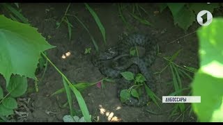Уж или гадюка? Змея – во дворе частного дома Уж или гадюка? Змея – во дворе частного дома