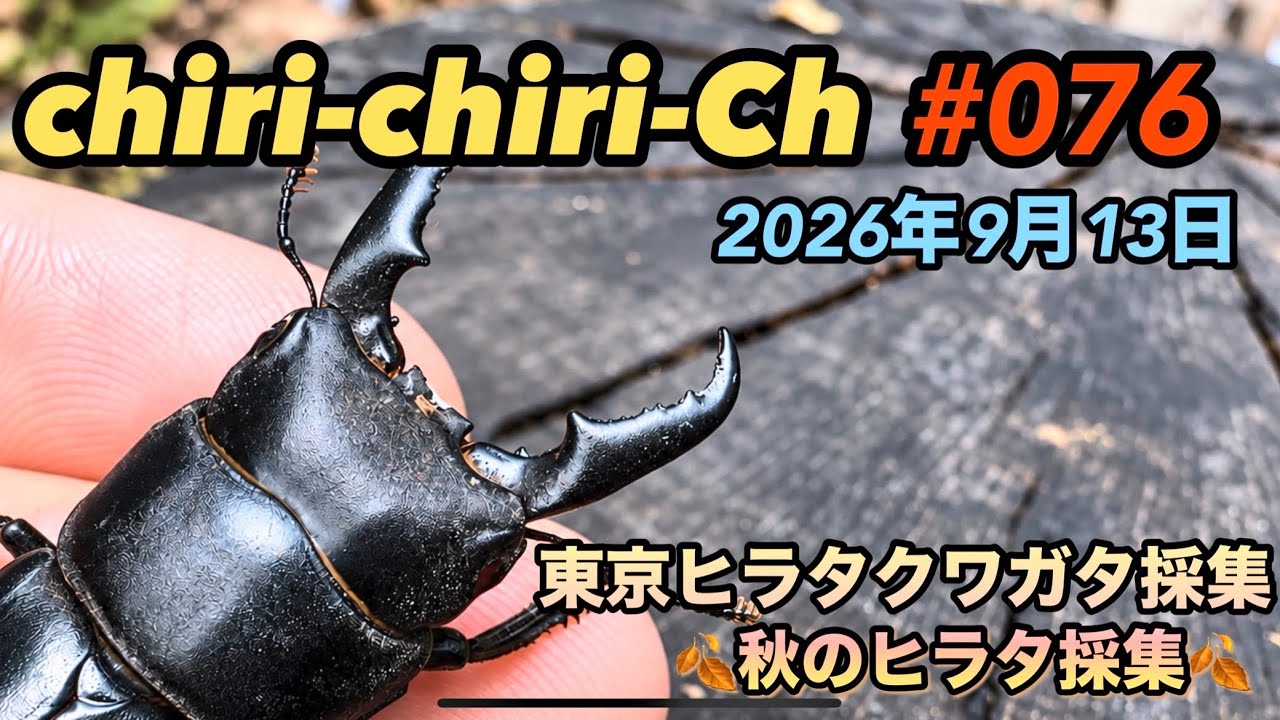 東京ヒラタクワガタ採集 2026.9.13 - YouTube