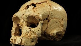 New fossil human skulls from Spanish site. Atapuerca