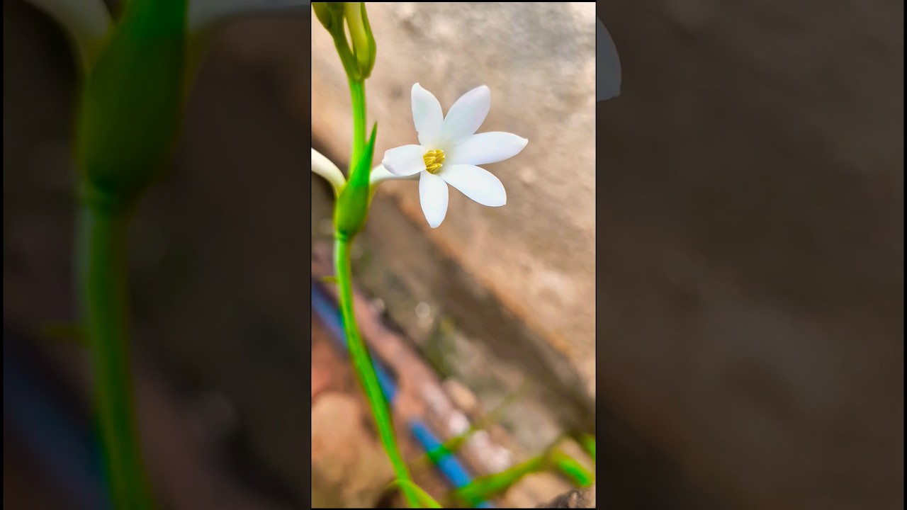 Shaky... #newsong #ytshorts #trending #Jasmin flower