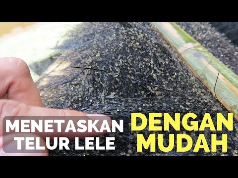 Video: Adakah menyalurkan ikan keli membiak dalam kolam?