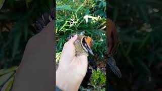 lepasin burung paok pancawarna ke alam habitatnya