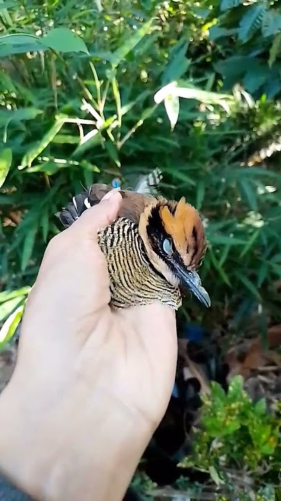 lepasin burung paok pancawarna ke alam habitatnya