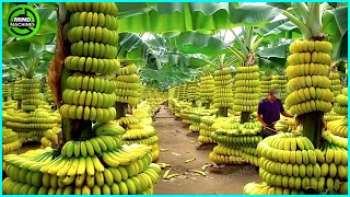 The Most Modern Agriculture Machines That Are At Another Level , How To Harvest Bananas In Farm ▶5