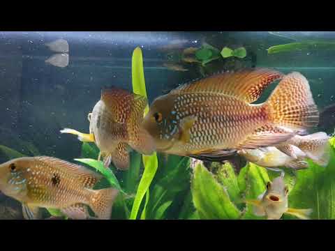 Geophagus brasiliensis battle