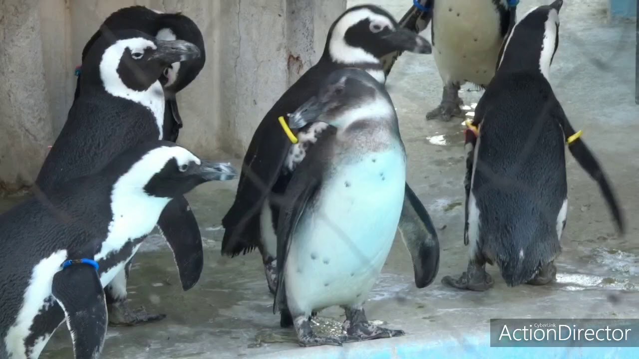 ペンギンまとめ 上野動物園 Youtube