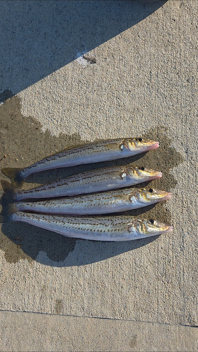 King George Whiting Fishing Perth: Ultimate Guide for Big Catches