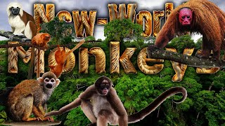 New World Monkeys