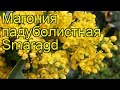 Магония падуболистная Смарагд. Краткий обзор, описание характеристик mahonia aquifolium Smaragd