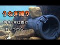巨大うなぎ！？天然ウナギを求めて筒を仕掛けると…