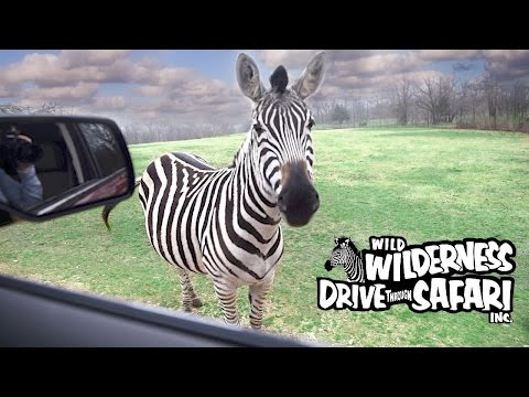 Video: Wild Wilderness Drive-Through Safari in Gentry Arkansas