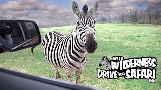 Wild Wilderness Drive-Through Safari Gentry Ar