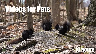 Black Squirrels and Animals in the Forest  10 Hour Cat TV for Cats to Watch   Apr 30, 2024