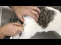 Как сделать внутримышечный укол кошке в лапу