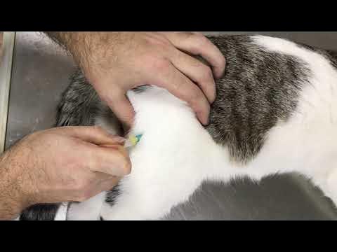​Инструкция: как сделать кошке укол