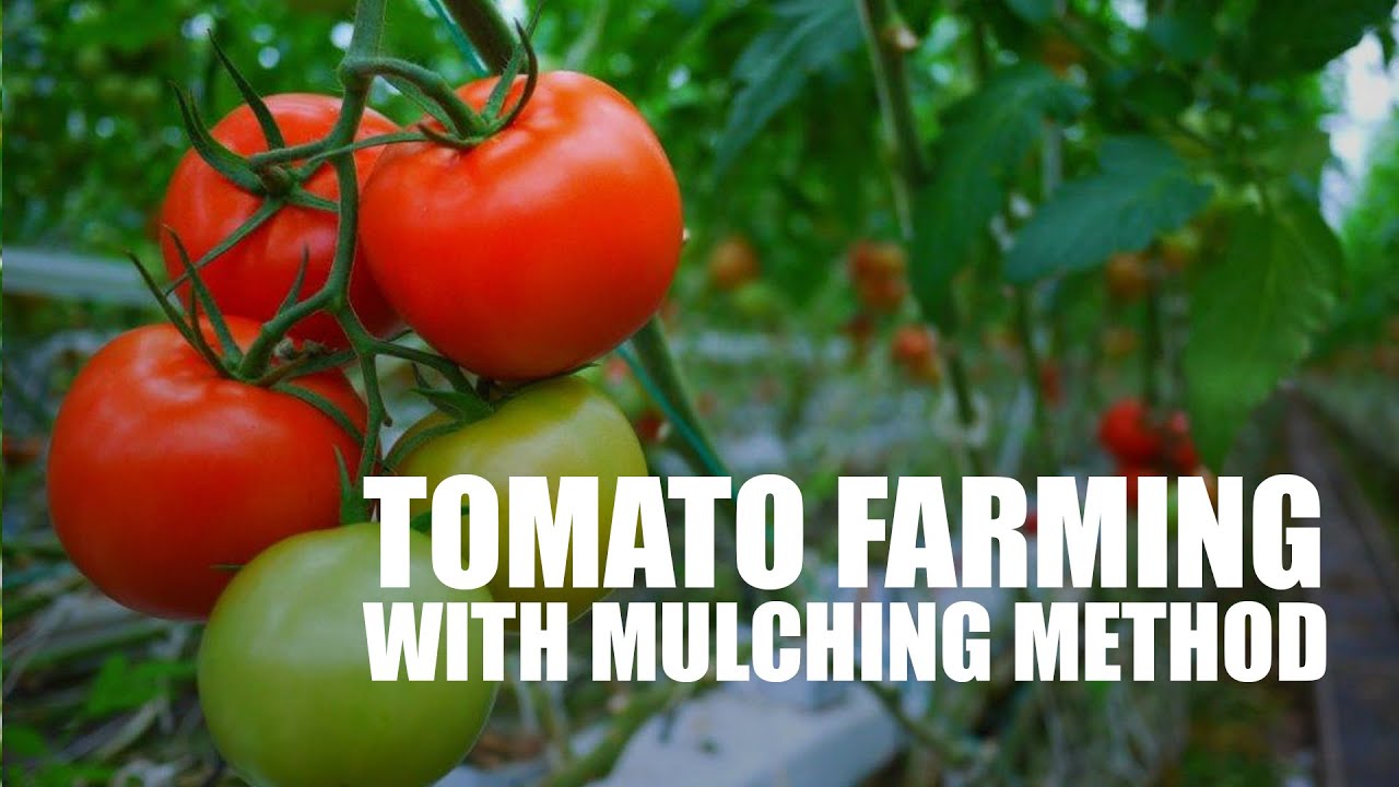 Tomato farming techniques - YouTube