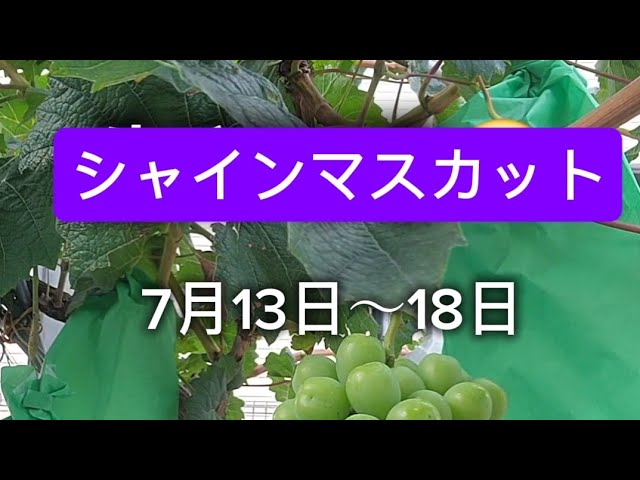 Shine Muscat Recap: July 13th–18th! Growth Record 🍇【2026】 - YouTube