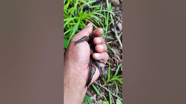 you've probably never seen this many ofthem before #snail #anyuniqueanimals