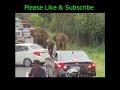 Elephants Attack Car #haSanshotsAK
