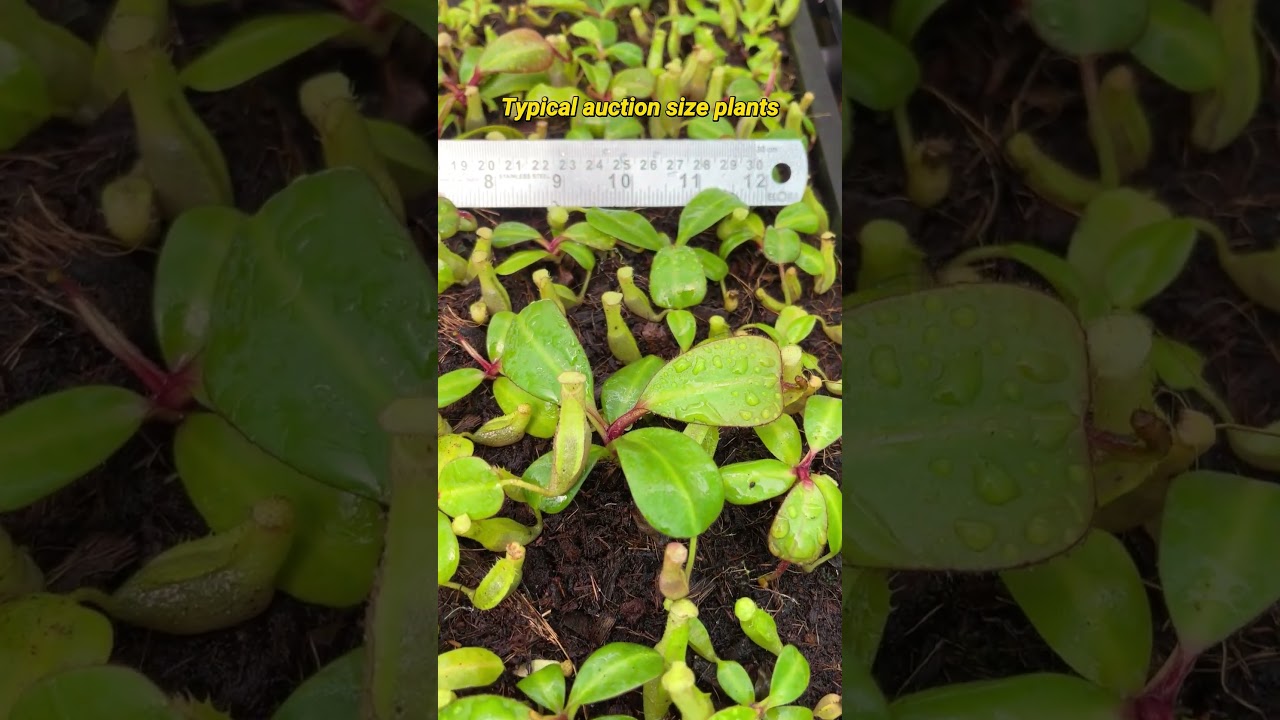 N. clipeata – assorted clones – grex #2: BE-4660 - Kenny Coogan