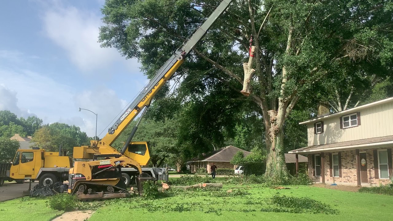 removal in tree florida pictures oak