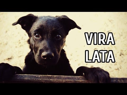 Vídeo: Como Cuidar De Vira-latas