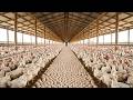 🐔 Complete Broiler Chicken Farming Journey | From Egg to Harvest & Profit 🐣💰 | Mega Farm #farm