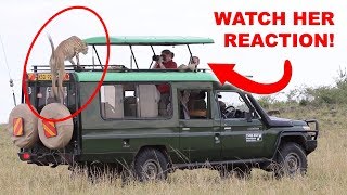 Cheetah Leaps on Vehicle! Everyone&#39;s Reaction is Priceless!