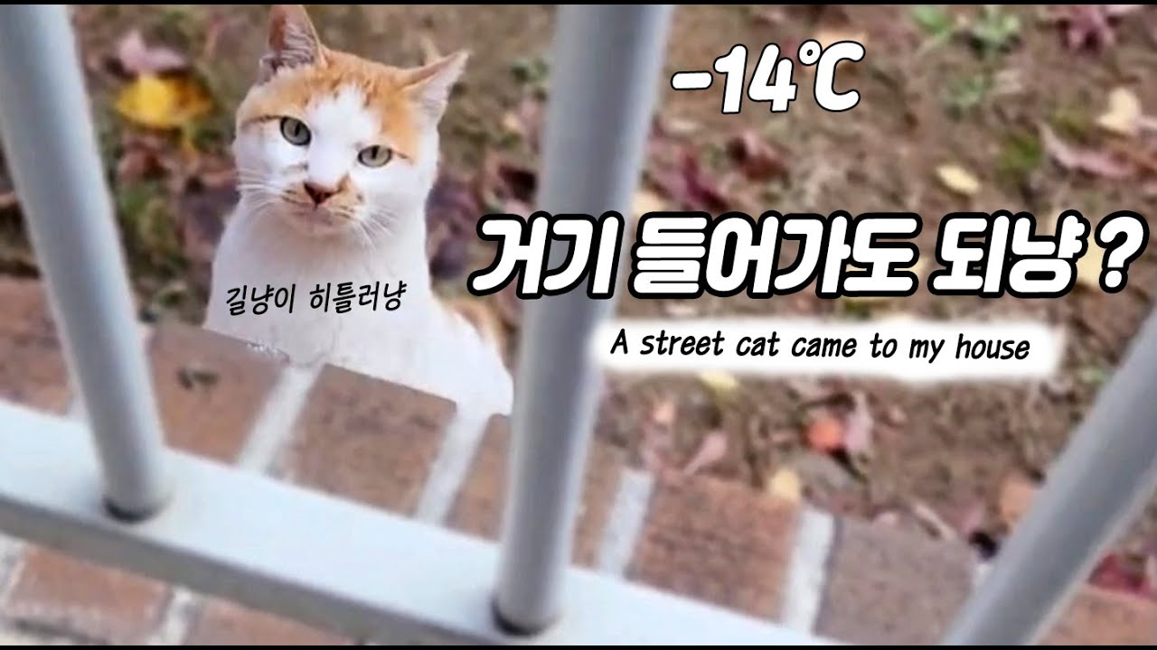 Hello street cat петиция остановите. Hello Street Cat! Доска что они сними могут сделать.