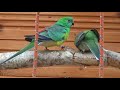 Świergotka seledynowa (Red-Rumped parrot)