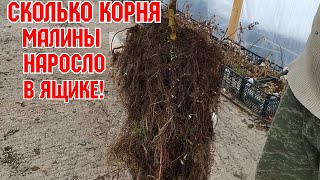 видео: Маточный корень малины, результат выращивания! картинка: Маточный корень малины, результат выращивания!