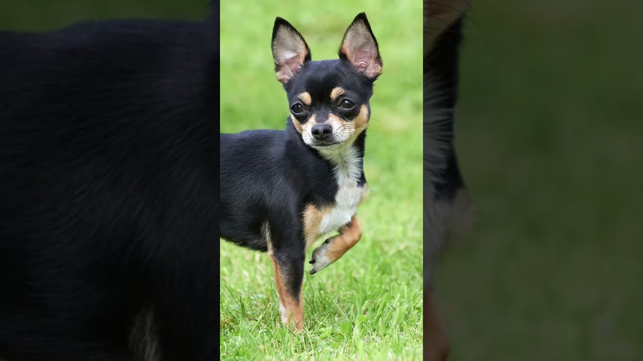 Funny Dog Name not My Actual Dog YouTube Funny Dog Name not My Actual Dog YouTube