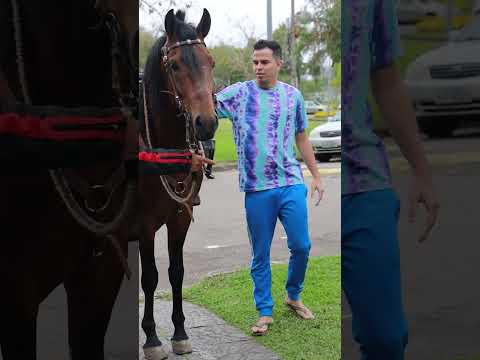 Vídeo: Seu cavalo é feliz?