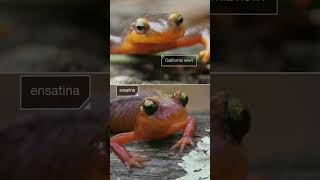 This Harmless Salamander Has an Extremely Toxic Look-Alike | #DeepLook #Shorts