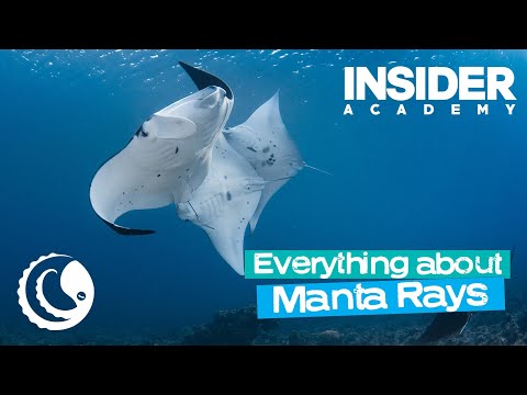 Everything about Manta Rays - Simon Lorenz & Daryll Rivett